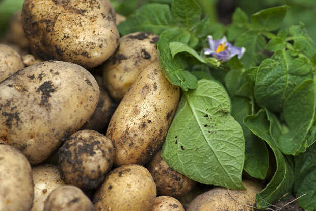 Выращиваем картофель по методу Балабанова: в чем суть?