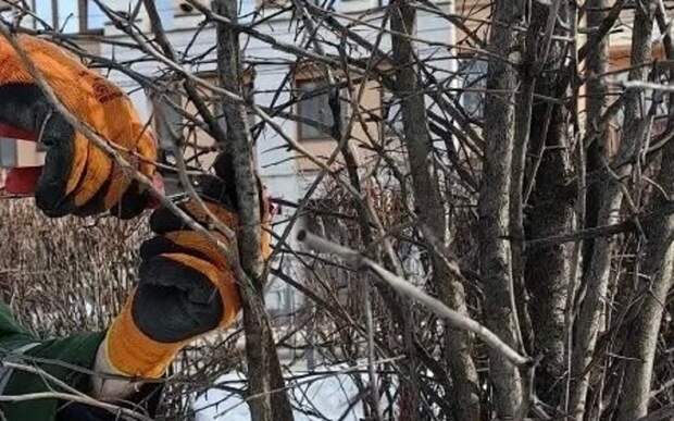 В Рязани начали санитарную весеннюю обрезку деревьев