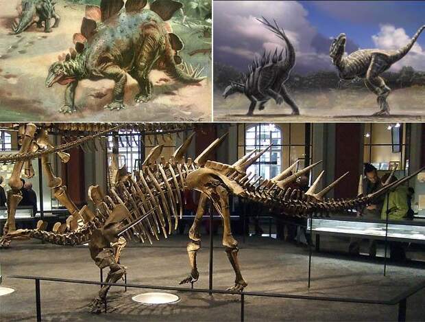 Интересные факты о динозаврах, стегозавр