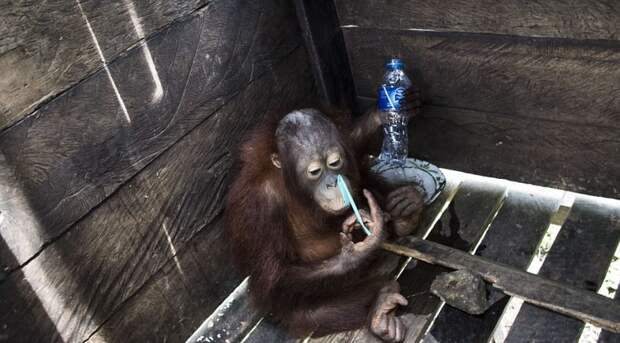 Все это время пустая пластиковая бутылка и пластиковая соломинка были единственными его игрушками видео, защита животных, орангутан, спасение животного
