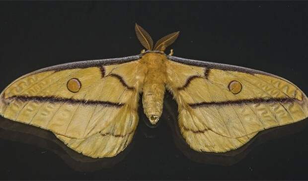 first computer bug was an actual moth