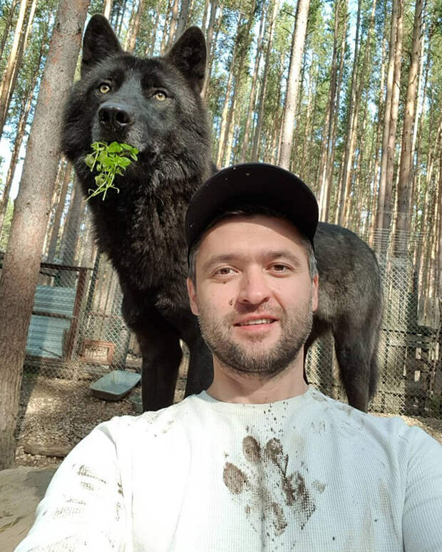Этот русский бизнесмен стал вожаком волчьей стаи