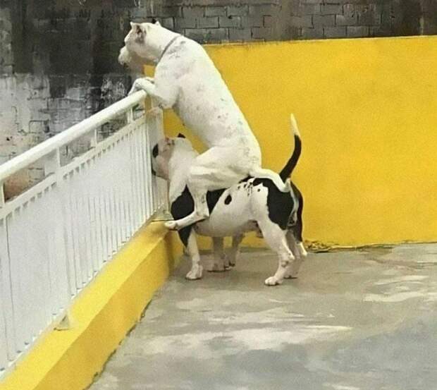 смешные собаки друг на друге