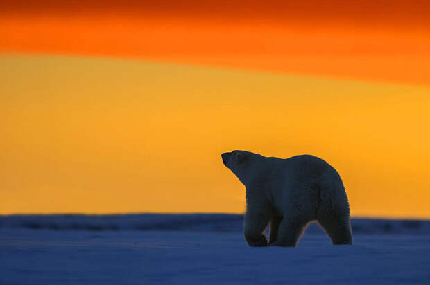 bearsnsunset05 Белые медведи и великолепный закат на Аляске