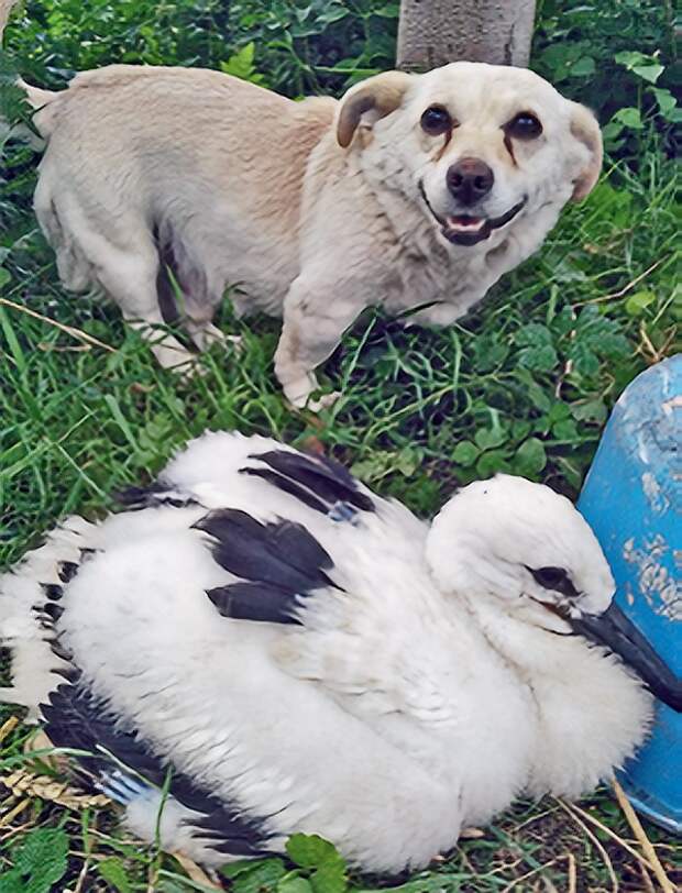 Пёс Жулик первым  нашёл птенца,  а потом стал его лучшим другом 