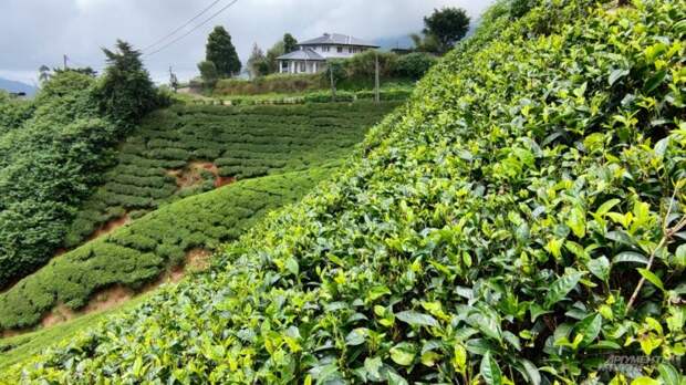 Чай подорожает в пять раз: прогноз на фоне кризиса в Шри Ланке