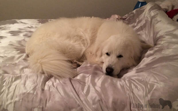 Great Pyrenees