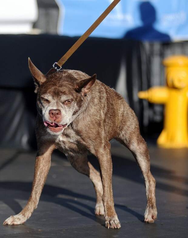 samaya urodlivaya sobaka v mire 9 Самая уродливая собака в мире 2014 года
