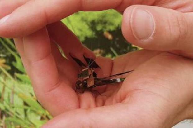 Ученые показали на видео полет стрекозы-киборга