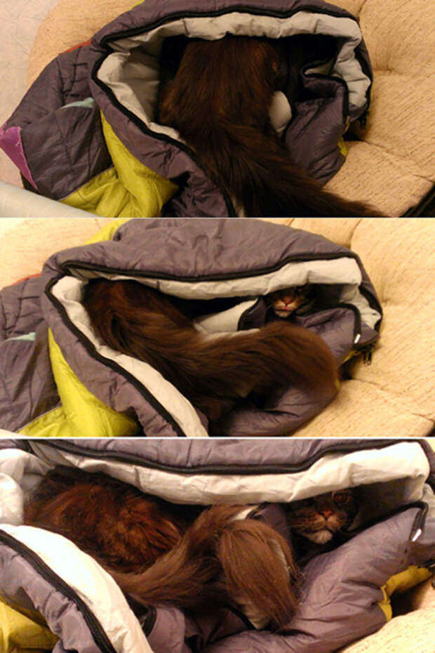 Сначала кот сердился, шипел и прятался. В спальном мешке... животные, коты, прикол