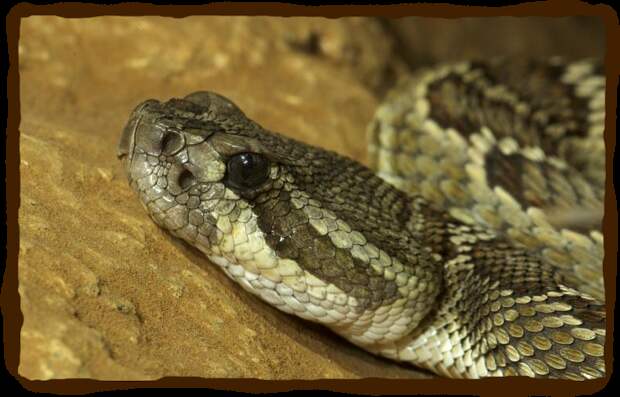 Reptiles