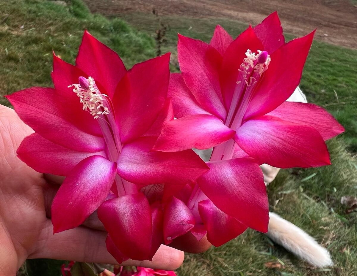 Schlumbergera truncata @celiavolpatoperocco