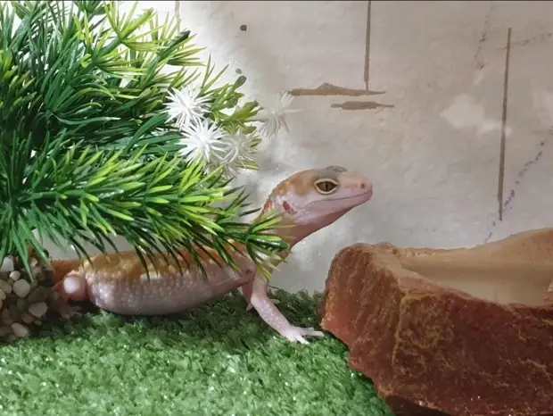 В Некрасовке муж подарил своей любимой эублефара