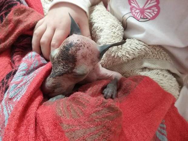 Женщина подобрала осиротевшего кенгуренка на обочине дороги и спасла ему жизнь животные, кенгуру, трогательное