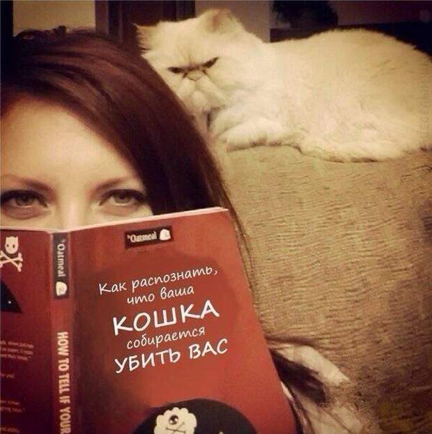кот, прикол, юмор