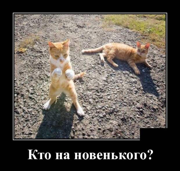 Демотиваторы (30 фото)
