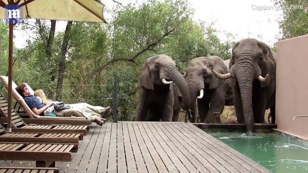Слоны пришли к туристам сами!