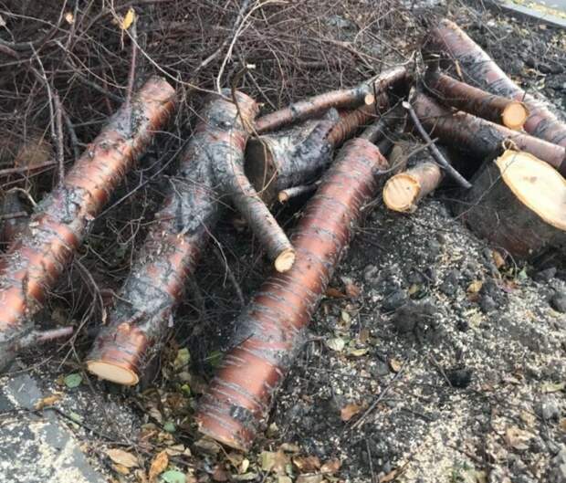 Город-пень: в Новосибирске на месте трех вырубленных деревьев высаживают один кустарник