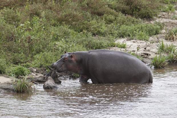 Добрый бегемот спас антилопу гну от смерти в пасти крокодила  антилопа, бегемот, животные