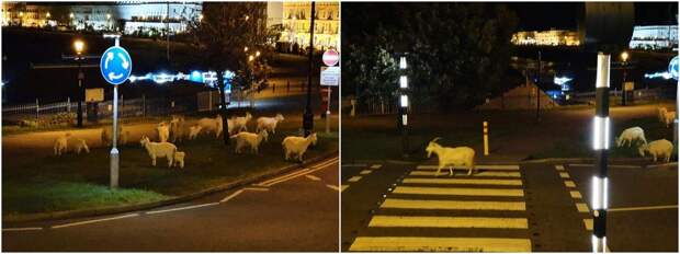 Стадо коз оккупировало пустынные валлийские улицы, пока местные жители сидели на карантине