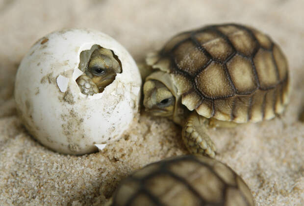 Черепахи оказались умнее, чем считалось — они сами могут влиять на свой будущий пол