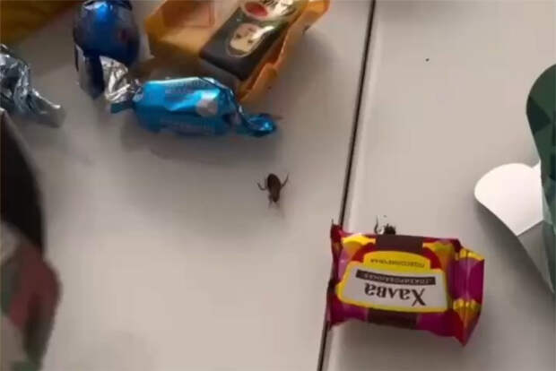 В российском детском саду девочке подарили новогодний набор с тараканами вместо сладостей