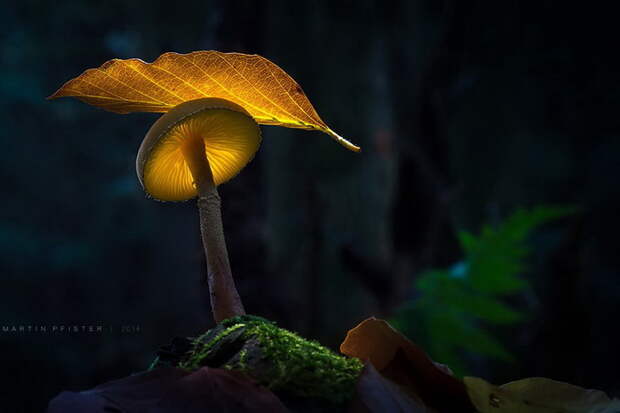 Грибы в фотографиях Martin Pfister Грибы в фотографиях Martin Pfister