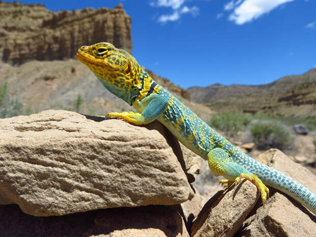 США. Юта. Национальный парк Арки. (Arches National Park/Casey Hodnett)