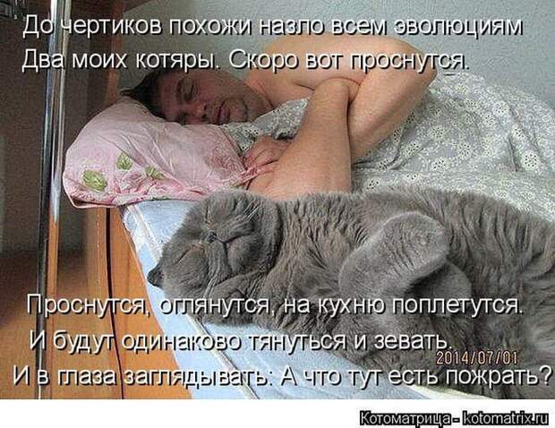Лучшие котоматрицы недели