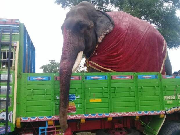 Зоозащитники освободили 75-летнего слона, который 50 лет просидел на цепи животные, слон, спасение