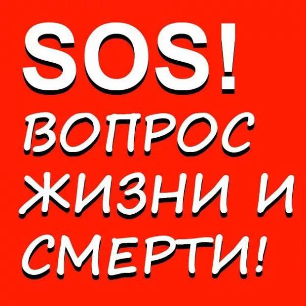 Мега SOS!!! Малыши в очень плохом состоянии... Они скоро погибнут.. Умоляем, помогите1