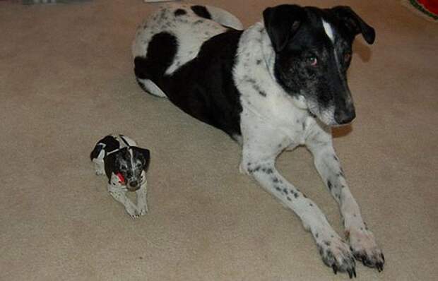 MiniMe12 Ударная доза мимимишности: зверята и их увеличенные копии