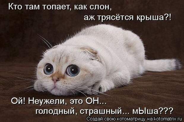 Лучшие котоматрицы недели (50 фото)