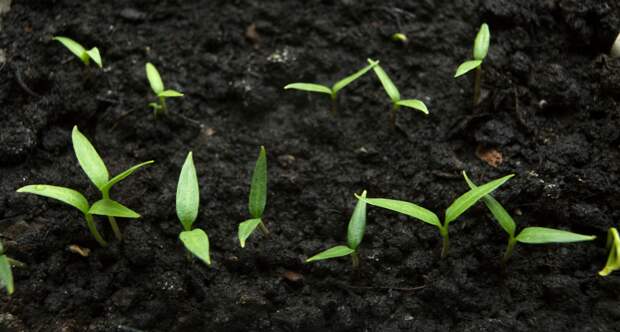 Аспирин для рассады: почему опытные огородники поливают им томаты