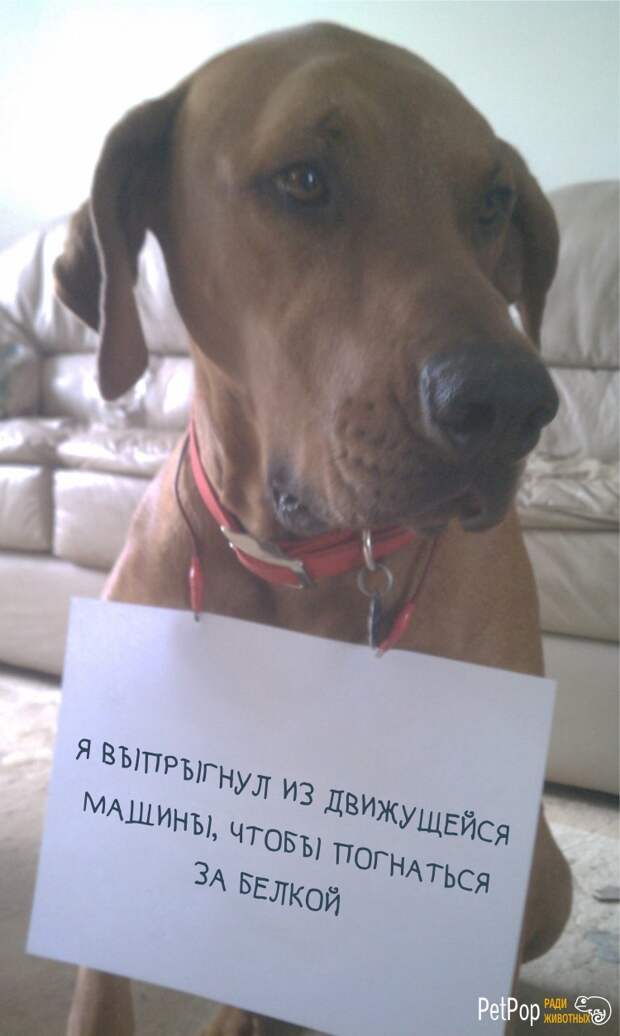 14. 14. забавно, забавные животные, истории, питомцы, собаки, фото, хозяева