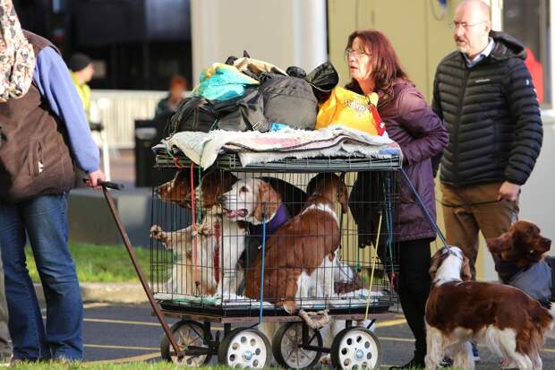 Выставка собак Crufts Dog Show 2019 проходит в Великобритании