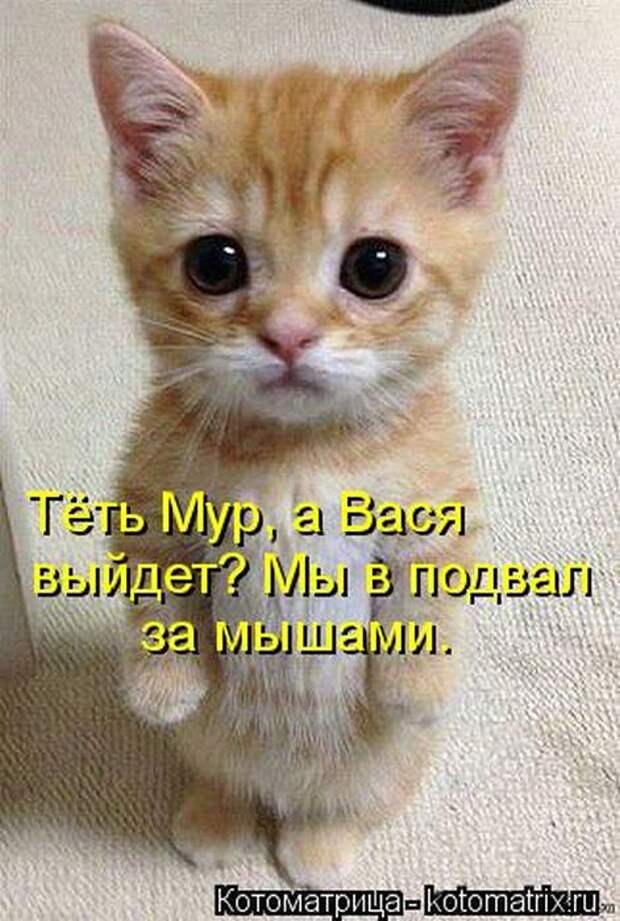 Котоматрицы(картинки с надписями)