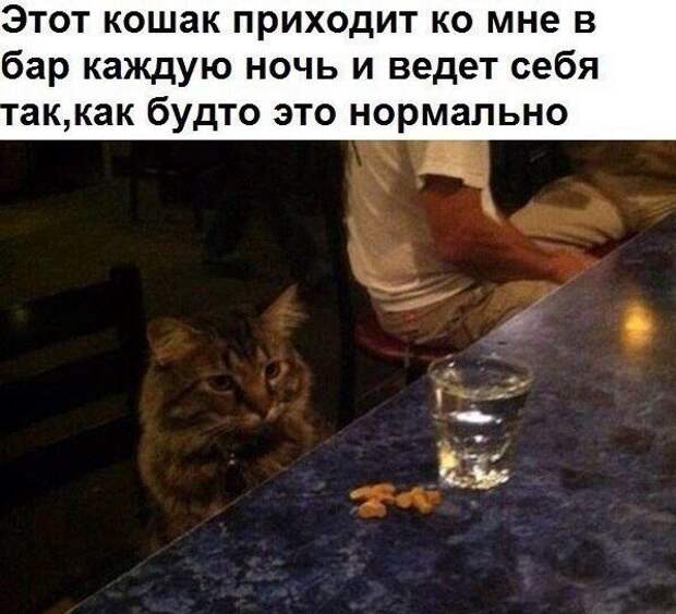 Прикольные картинки Прикольные картинки