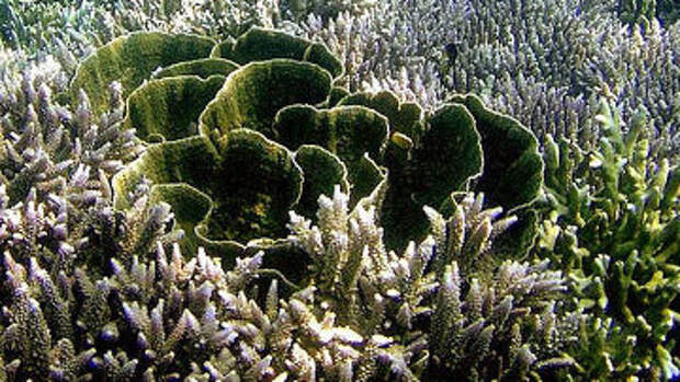 Кораллы, водоросли. Архив