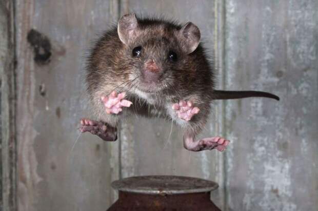 Всемирный день крысы: 25 увлекательных фотофактов из жизни грызунов
