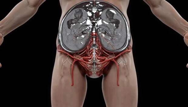 МРТ органов мошонки и паховые каналы: современные подходы в диагностике