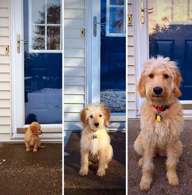 Как быстро взрослеют собаки (21 фото)