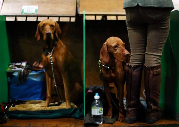 Выставка собак Crufts Dog Show 2019 проходит в Великобритании