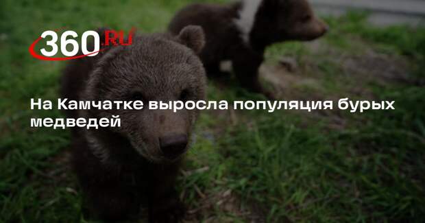 Биолог Гордиенко: популяция бурых медведей на Камчатке достигла 25 тысяч
