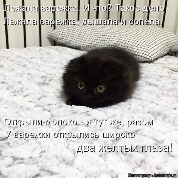 Свежая котоматрица (22 шт)