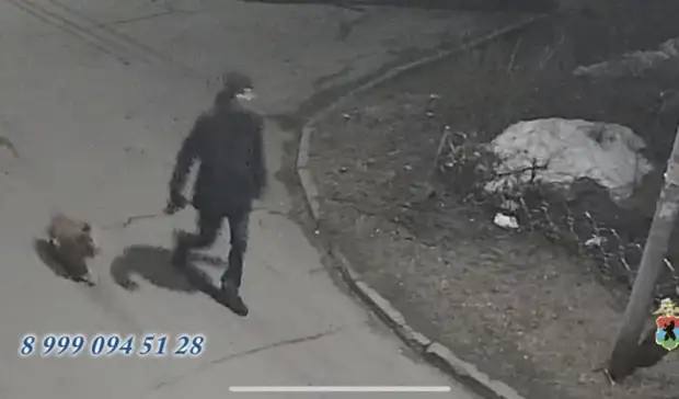 Назван предполагаемый убийца собаки в Карелии
