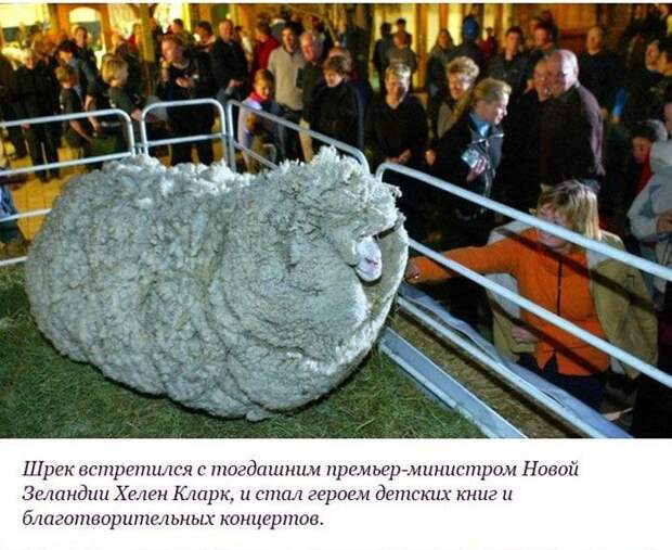 Необычная история барана по кличке "Шрек" (10 фото) Необычная история барана по кличке "Шрек" (10 фото)