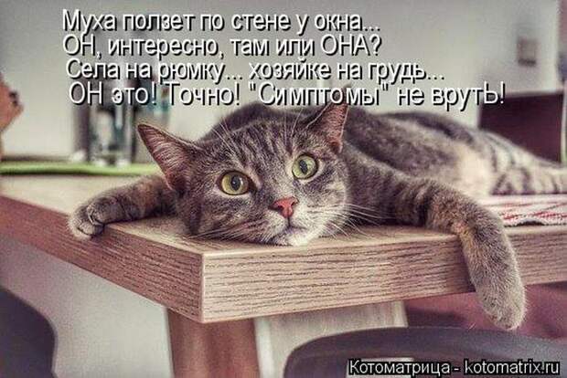 Забавные котоматрицы