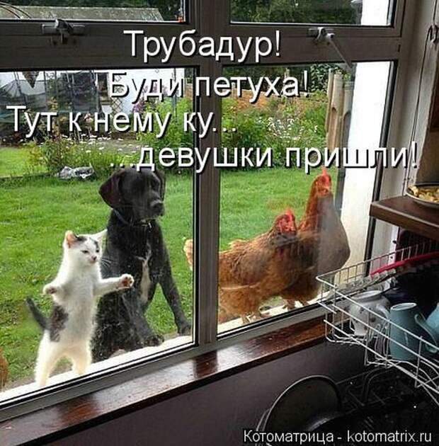 Лучшие котоматрицы недели