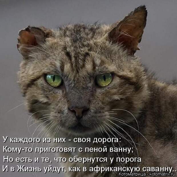 Лучшие котоматрицы недели (50 фото)